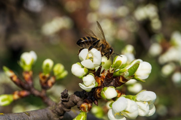 Wall Mural - Plum blossom and honeybee, resh spring backgrund.