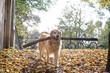 © Westend61 - Golden Retriever retrieving big stick in autumn