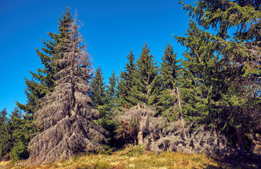 Beautiful autumn landscape in The Carpathian Mountains