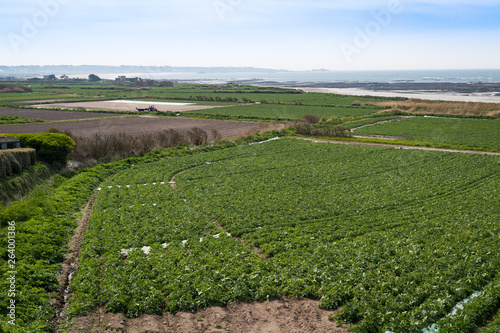 where to buy jersey royals