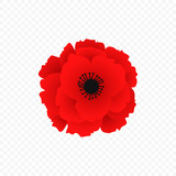 Fototapeta  - Isolated Red poppy icon. Simbol of world war in modern style. Vector Illustration for floral autumn design. Simbol of British remembrance day