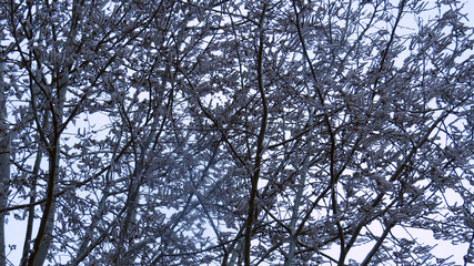 branches of a tree against blue sky