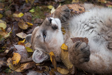 Cougar (Puma Concolor) Rolling With Leaves Autumn