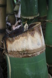 Fototapeta  - Przecięte drzewo bambusowe