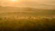 Golden jungle in Sri Lanka lit by the morning sun