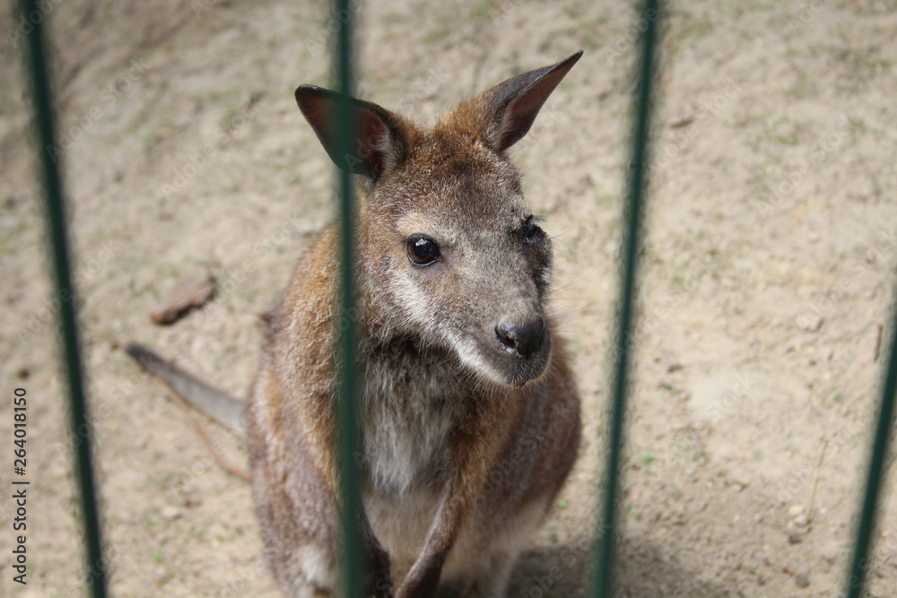 Chory kangur niewola - obrazy, fototapety, plakaty 