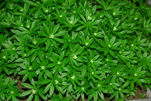 Master Of The Woods Plant Macro Top View, Woodruff Or Galium Odoratum With Little White Blossoms Planted In The Garden