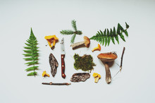 Wild Forest Collection On White Background. Mushrooms, Moss, Bark Pieces, Ferns Top View. Woodland Concept, Nature Care.