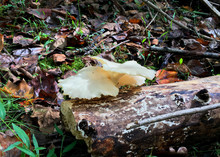 White Oyster Mushrooms Growing On A Log