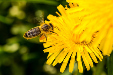 Bee an dandelion - pollination