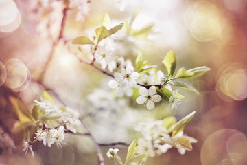 Wall Mural - Spring blossoming of cherry.