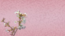 桜の開花（タイムラプス）和柄