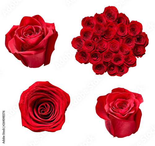 flower rose petal blosspm background