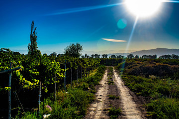 parrales de uvas