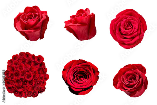flower rose petal blosspm background