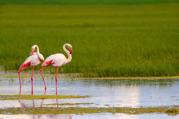 Nature and birds. Bird: Greater Flamingo. Phoenicopterus roseus. Green blue nature background.