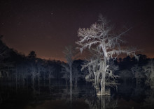 Creepy Bald Cypress Tree At Night In The Swamp
