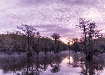 Wall Mural - Bright sunrise at Caddo Lake with bald cypress in fog