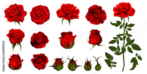 Rose flower set of blooming plant Wallpaper Mural