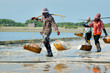 Worker Harvesting salt in salt field at Ban Laem-Thailand	