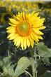 sunflowerclose