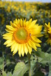 sunflowerupclose