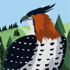 Poster - beautiful hawk majestic bird in the landscape