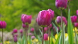 Fototapeta Tulipany - Beautiful Tulip flowers on colorful flowering background.