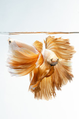 Wall Mural - Yellow gold color of Siamese fighting fish Betta movement on white background