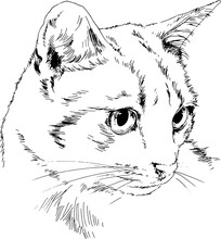 Vector Drawings Sketches Head Of A Cat Hand Are Drawn In Ink By Hand , Objects With No Background Logo, Tattoo