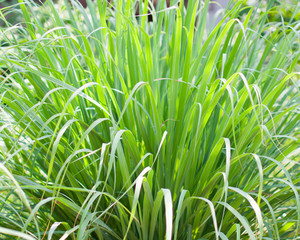 Lemongrass or Lapine or West Indian were planted on the ground. It is a shrub, its leaves are long and slender green