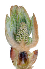 Wall Mural - april spring leaf bud of the chestnut tree cross section isolated macro