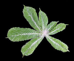 Wall Mural - the first young spring leaf chestnut covered with protective white fluff isolated