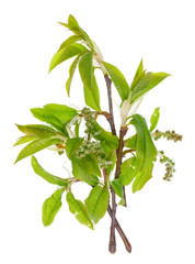 Wall Mural - spring april branches with green buds of wild bird cherry tree isolated white
