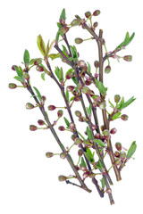 Wall Mural - fragile twigs with delicate buds and leaves from cherry tree isolated macro
