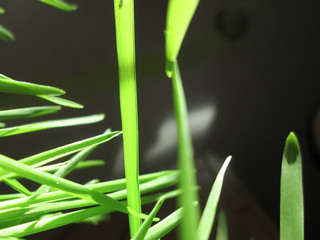 Cat grass 2