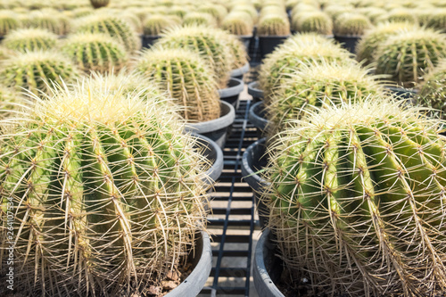 Cactus and cactus flowers