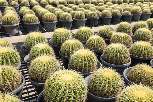 Cactus and cactus flowers
