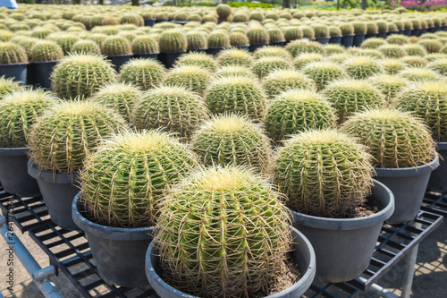 Cactus and cactus flowers