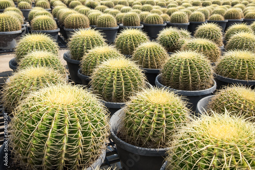 Cactus and cactus flowers