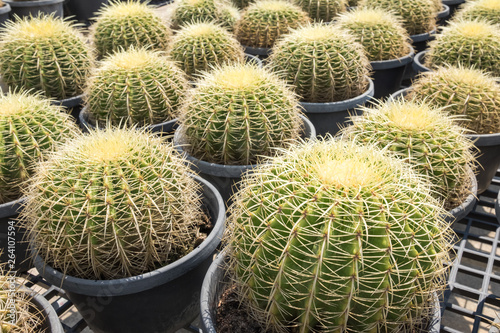 Cactus and cactus flowers