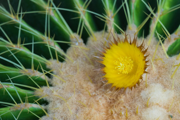 Wall Mural - Cactus and cactus flowers