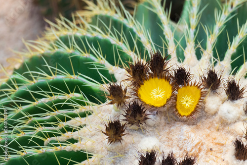 Cactus and cactus flowers
