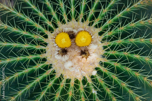Cactus and cactus flowers