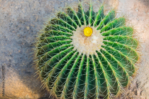 Cactus and cactus flowers
