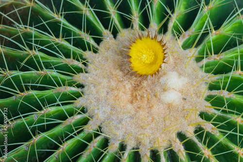 Cactus and cactus flowers
