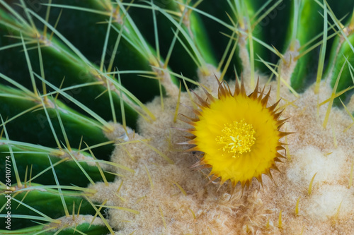 Cactus and cactus flowers