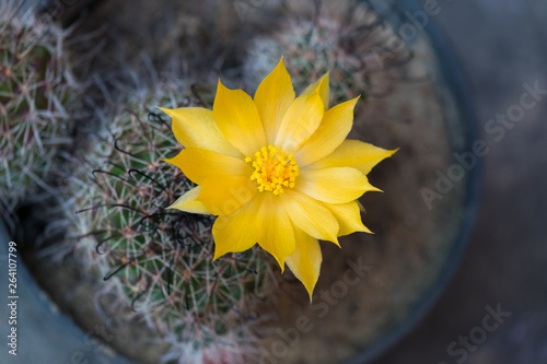 Cactus and cactus flowers