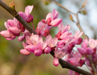 Chinese redbud 