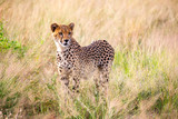 Fototapeta Sawanna - A portrait of a cheetah in the grass landscape